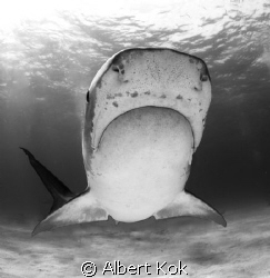 tiger shark in  B&W showing her Lorenzini pores by Albert Kok 